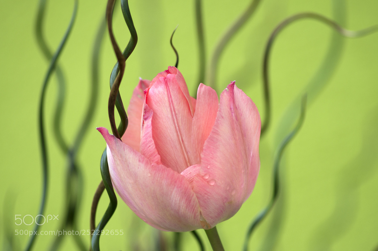 Nikon D3200 sample photo. Pink tulip photography