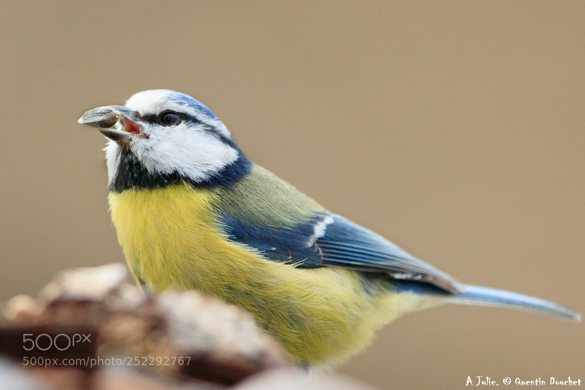 Canon EOS 80D sample photo. Mésange bleue photography