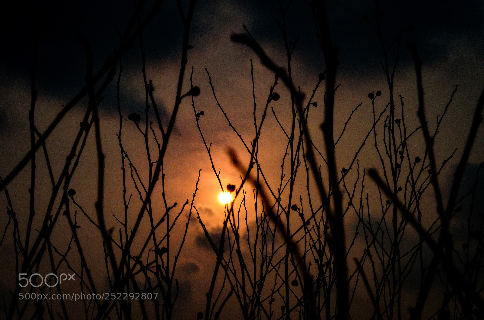 Nikon D5100 sample photo. Untitled photography