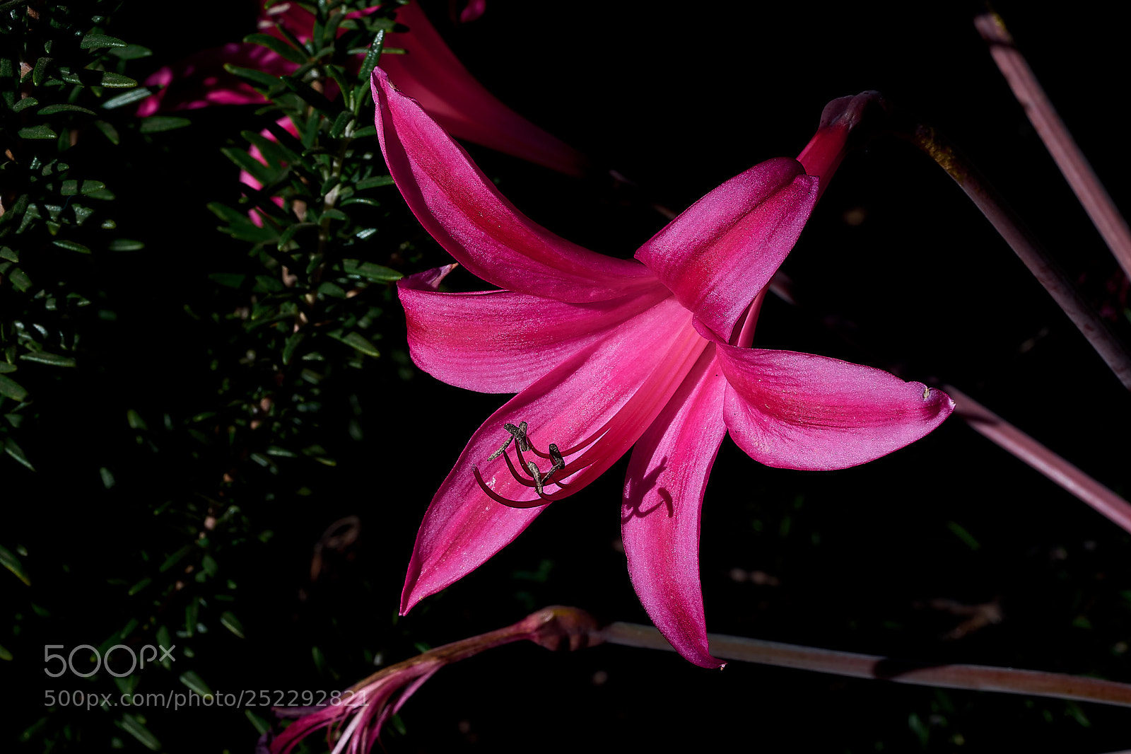 Sony a7 sample photo. Abg_180331_8 photography
