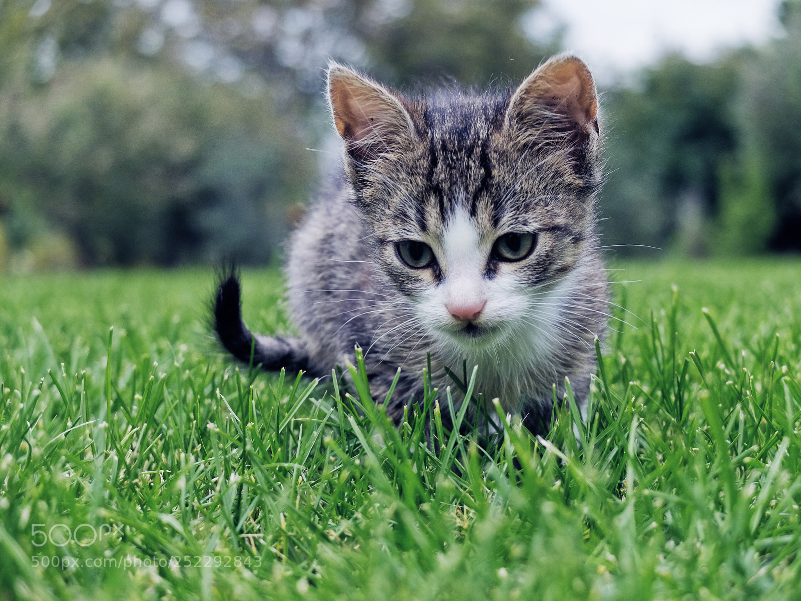 Fujifilm X30 sample photo. Little tiger photography