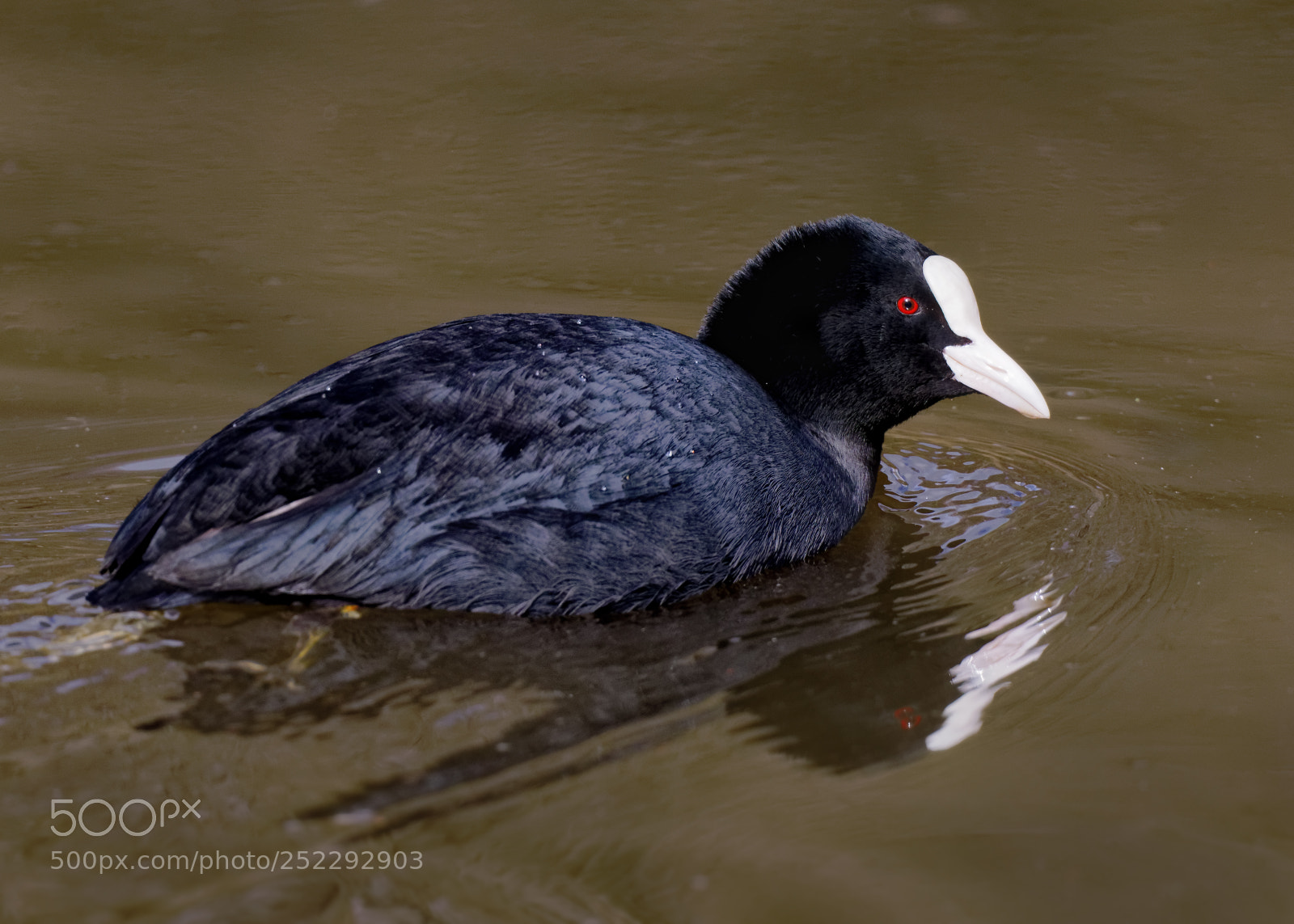 Canon EOS 5D Mark IV sample photo. Coot photography