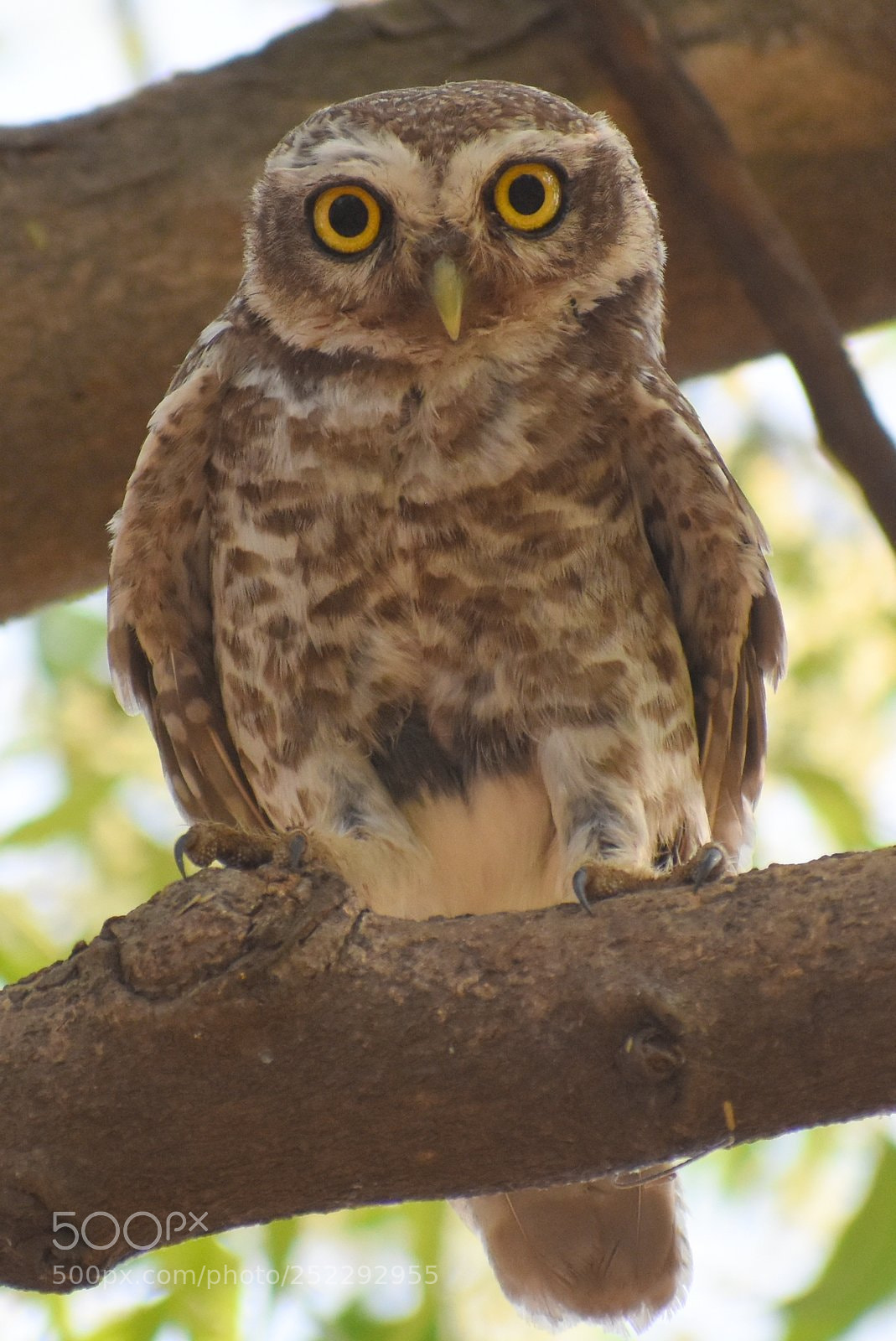 Nikon D7200 sample photo. Owlet photography