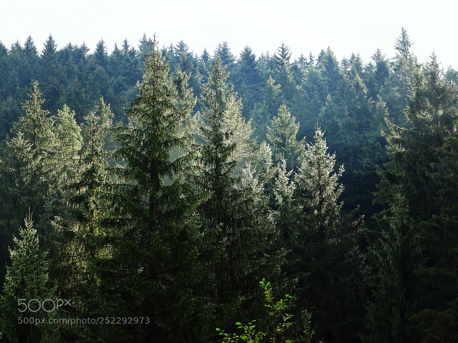 Fujifilm X30 sample photo. Beauty of forest photography