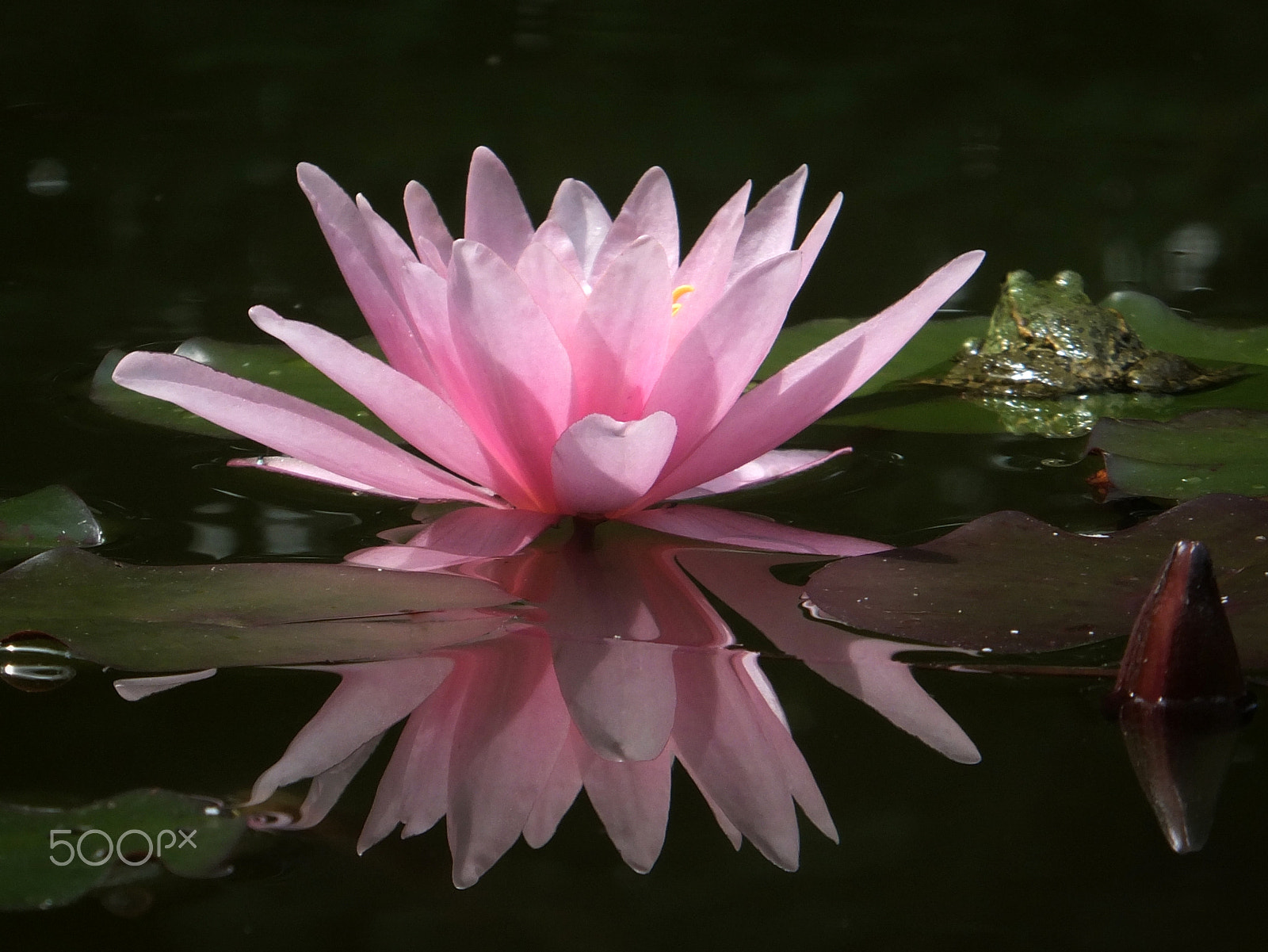 Fujifilm FinePix F750EXR sample photo. Pure beauty photography