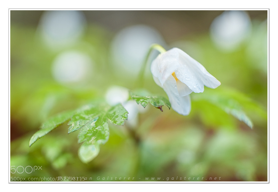 Fujifilm X-T2 sample photo. Buschwindröschen photography