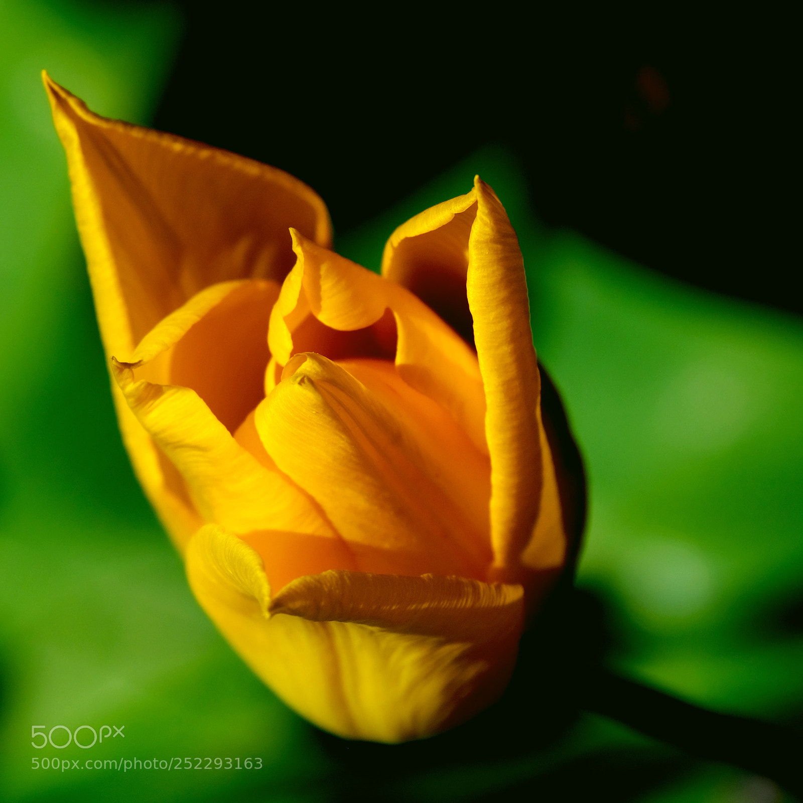 Fujifilm X-Pro2 sample photo. Yellow tulip. photography