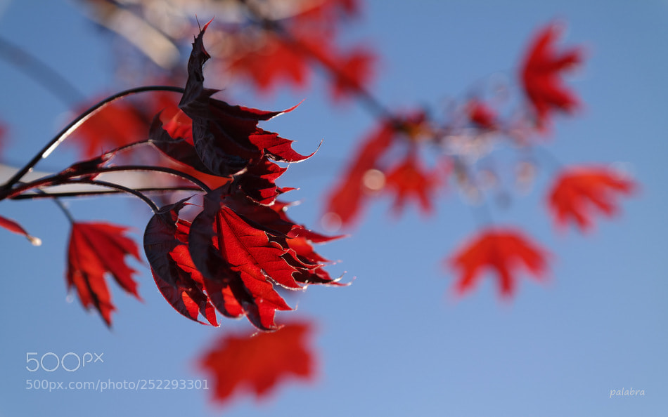 Samsung NX30 sample photo. ... photography