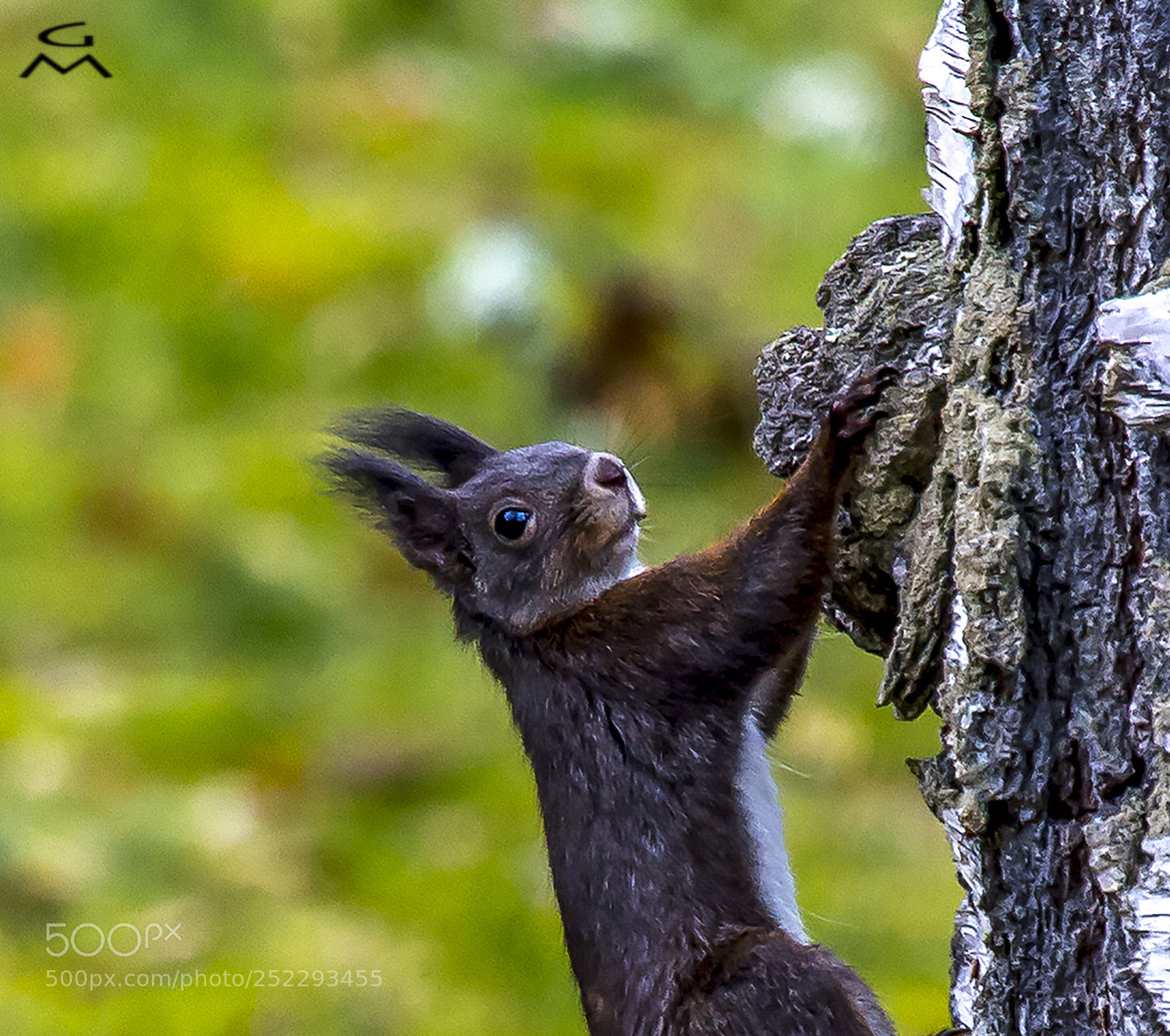 Nikon D4 sample photo. Squirrel portrait photography