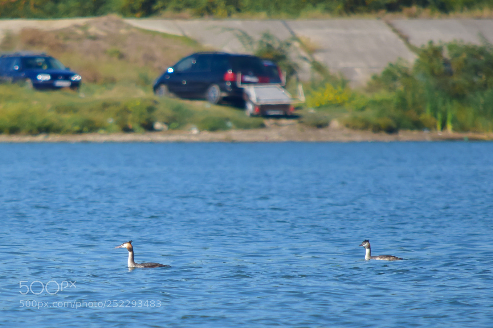 Nikon D5300 sample photo. The great crested grebe photography
