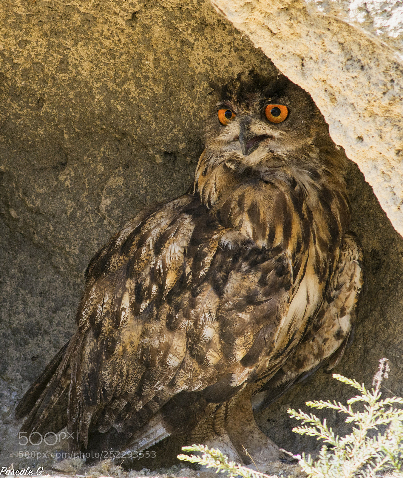 Nikon D7100 sample photo. I see you ... photography