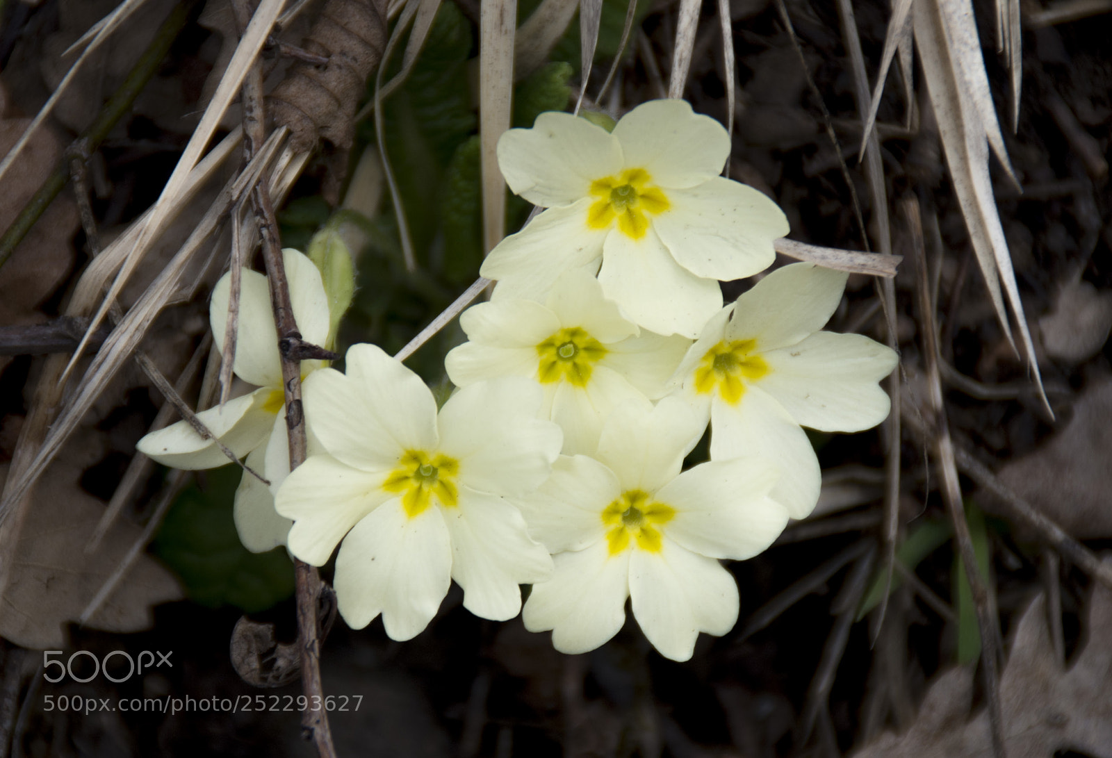 Pentax K-30 sample photo. Primule photography