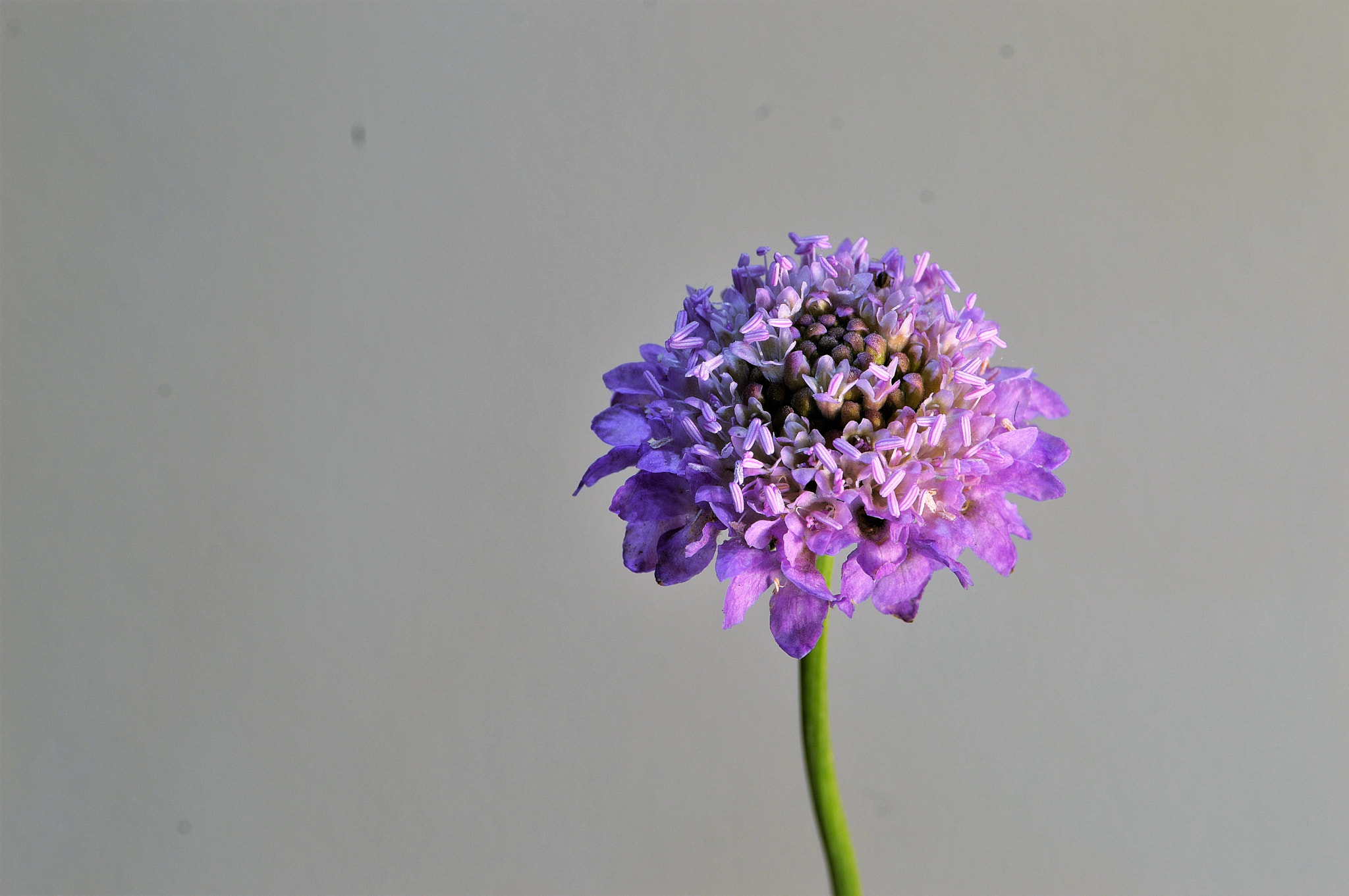 Nikon D3200 sample photo. Wildflower photography