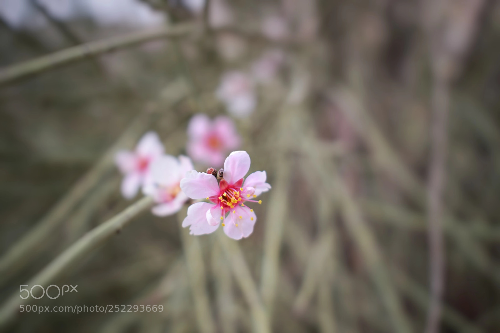 Nikon D5300 sample photo. Spring photography