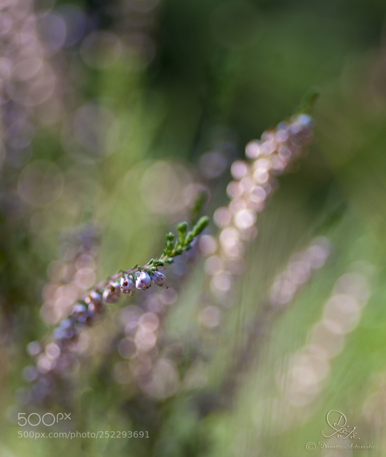 Pentax K20D sample photo. ........... photography