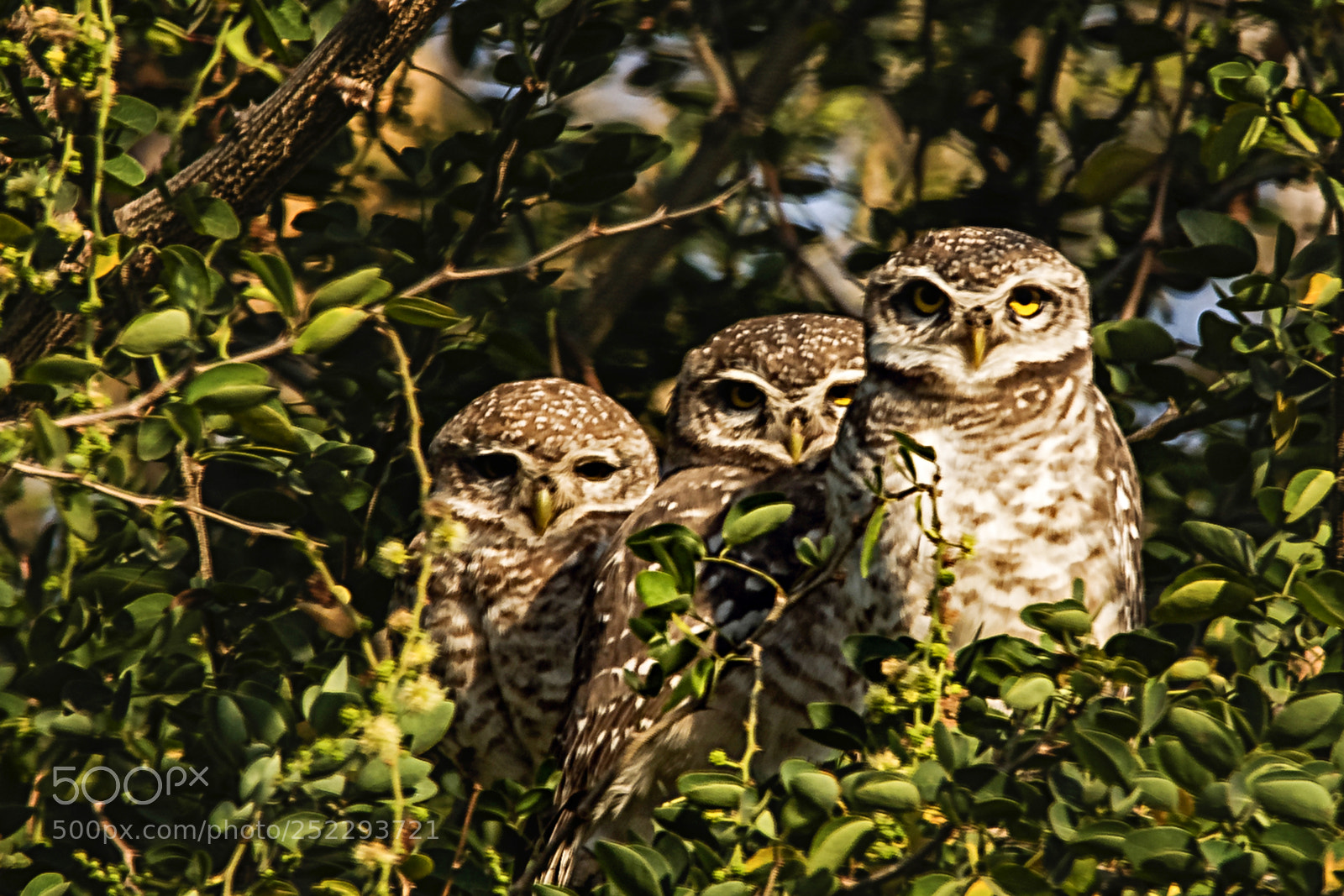 Nikon D300 sample photo. Three's company photography