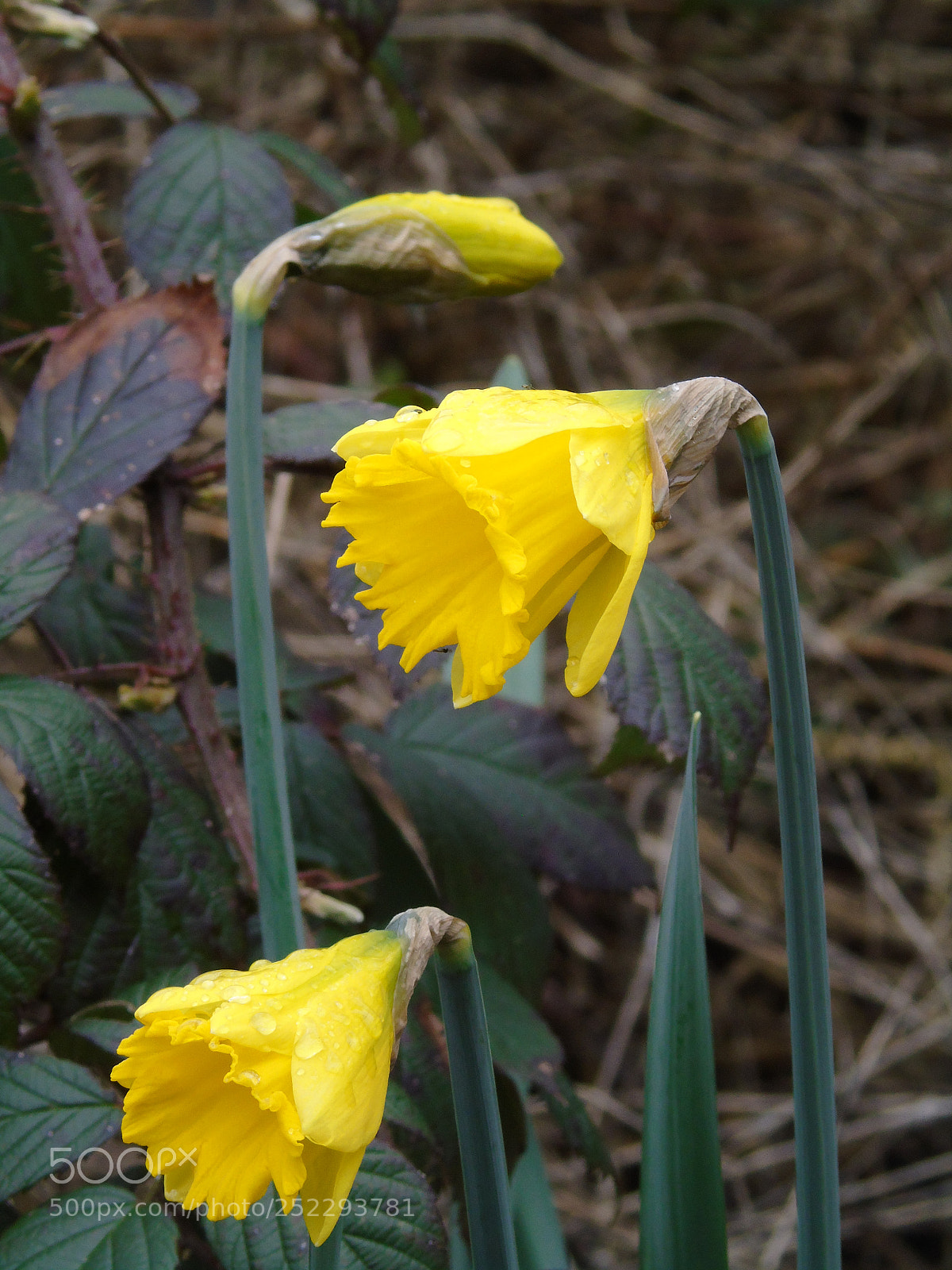 Sony Cyber-shot DSC-H400 sample photo. Daffodil trio in the photography