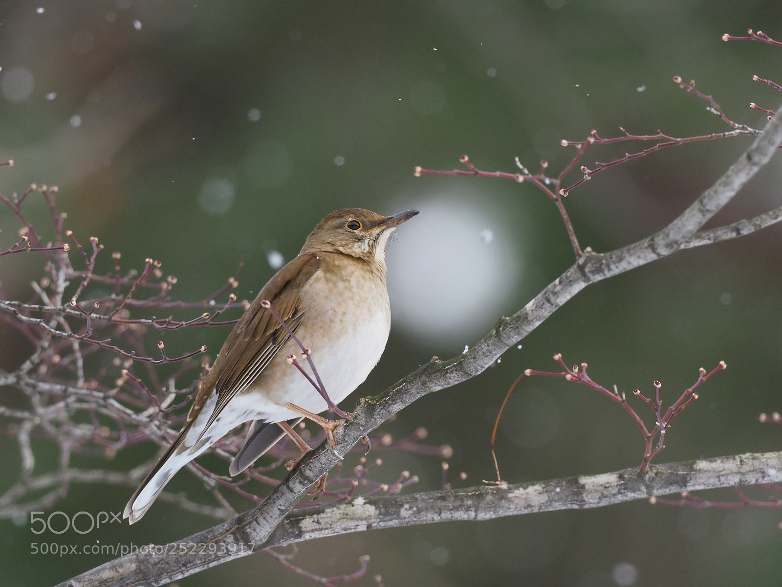 Olympus OM-D E-M1 Mark II sample photo. Turdus pallidus photography