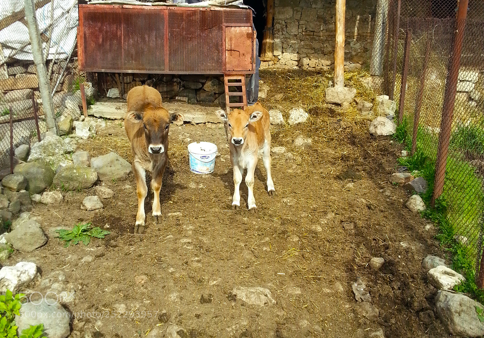 Samsung Galaxy Note2 sample photo. Calf photography
