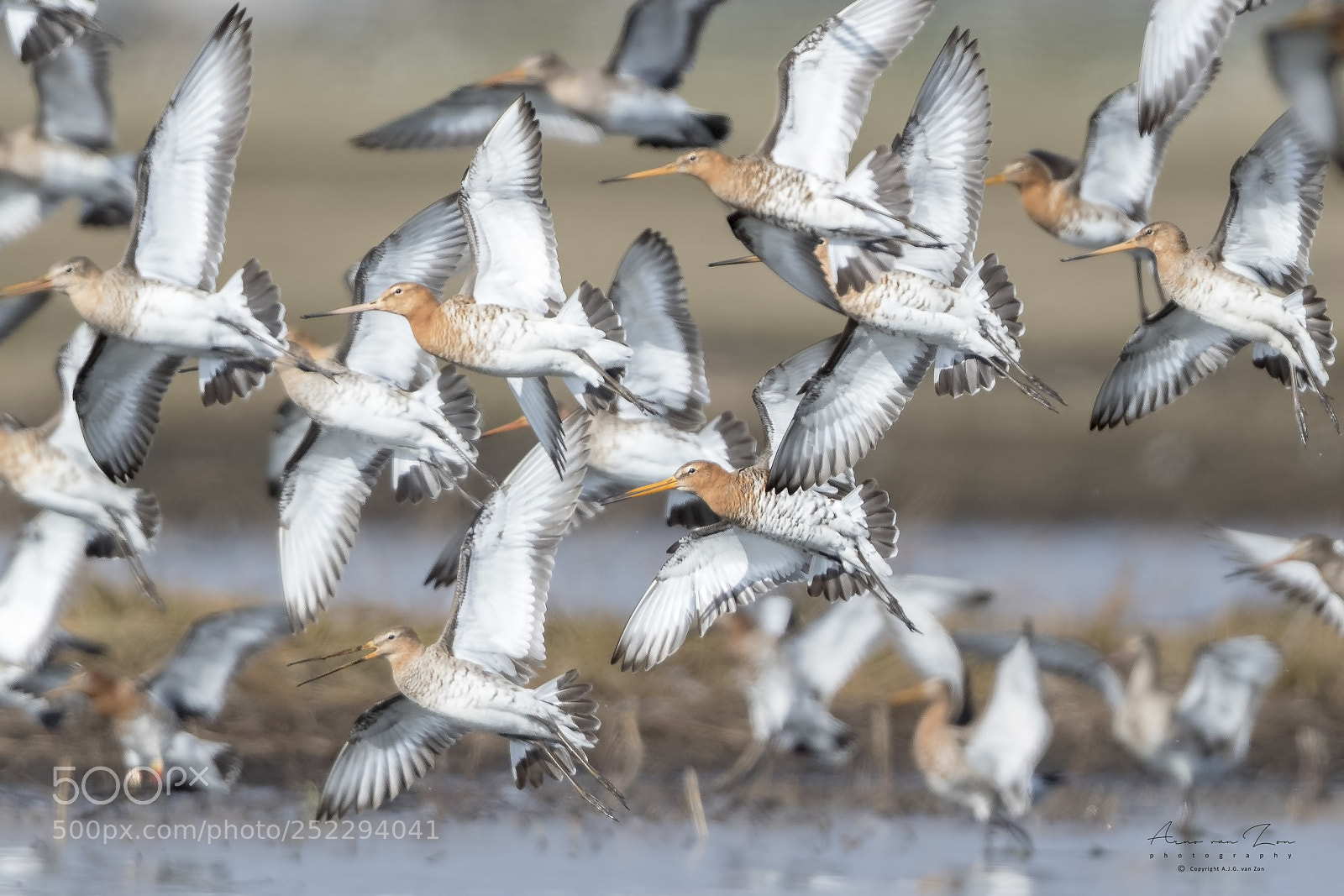 Canon EOS-1D X Mark II sample photo. Black-tailed godwits.... photography