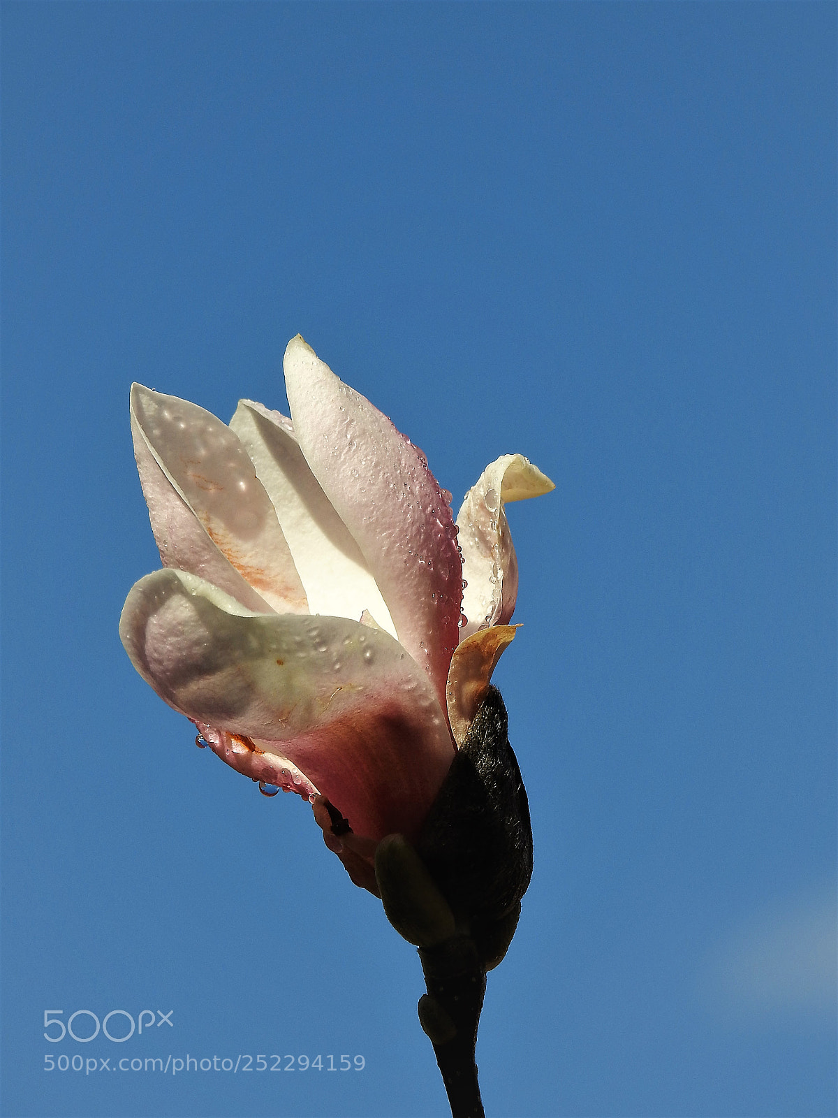 Nikon Coolpix P900 sample photo. Springtime photography