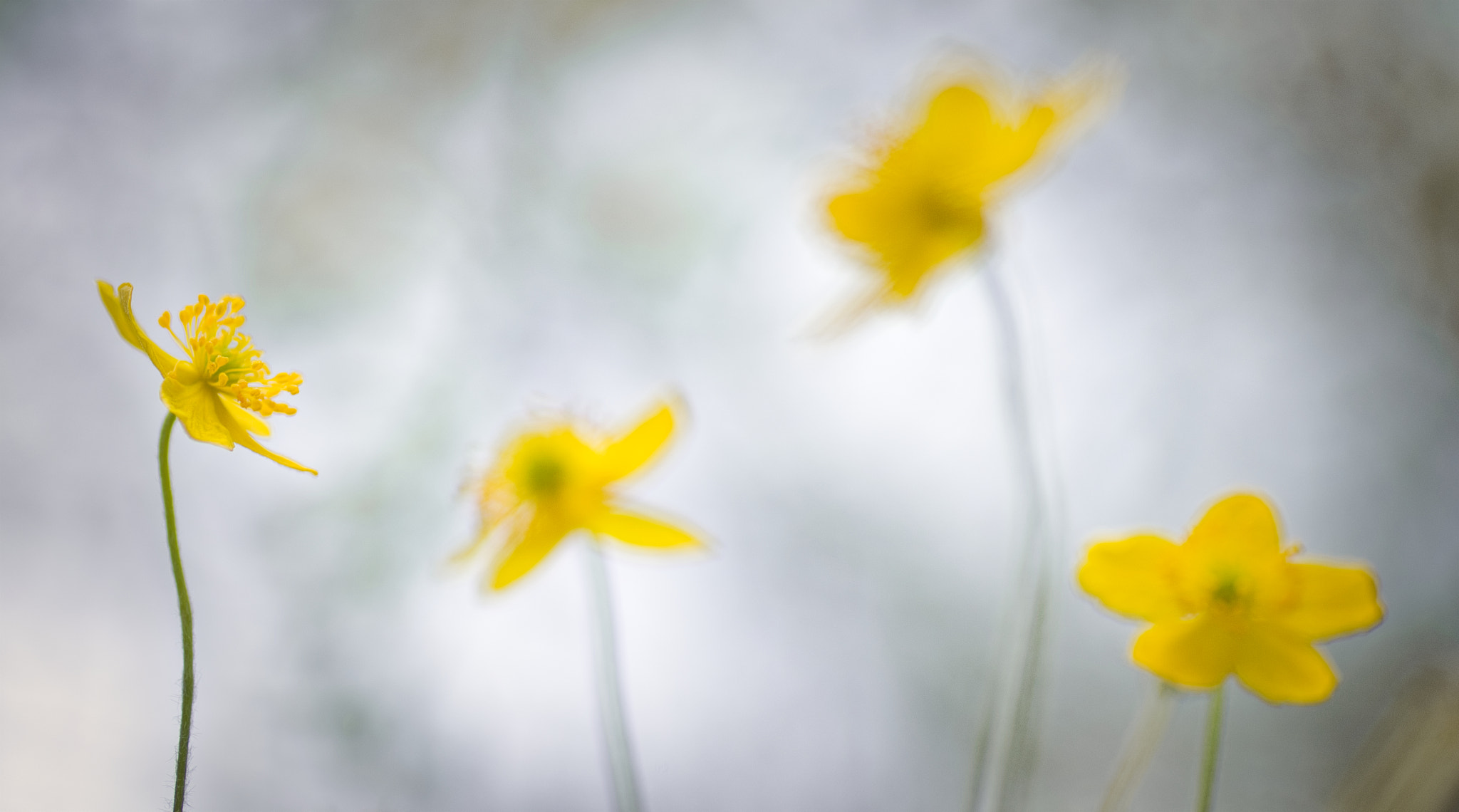 Pentax K-5 + Tamron SP AF 90mm F2.8 Di Macro sample photo. Conversation photography