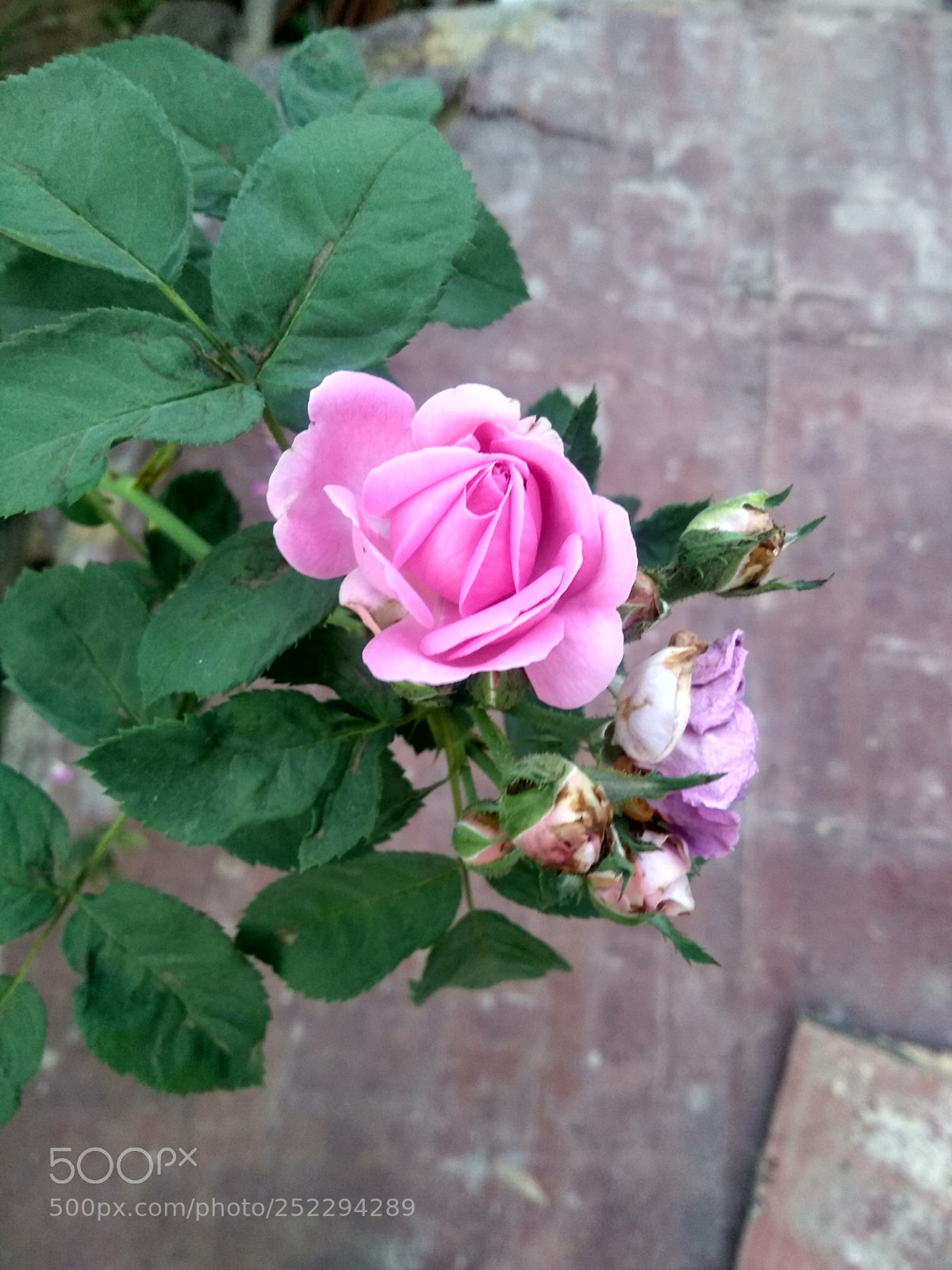 Motorola Moto G (5S) Plus sample photo. Untitled photography