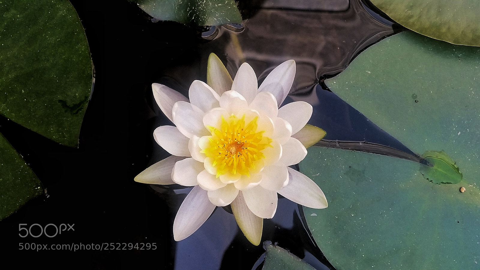 Samsung Galaxy S5 sample photo. Flower photography