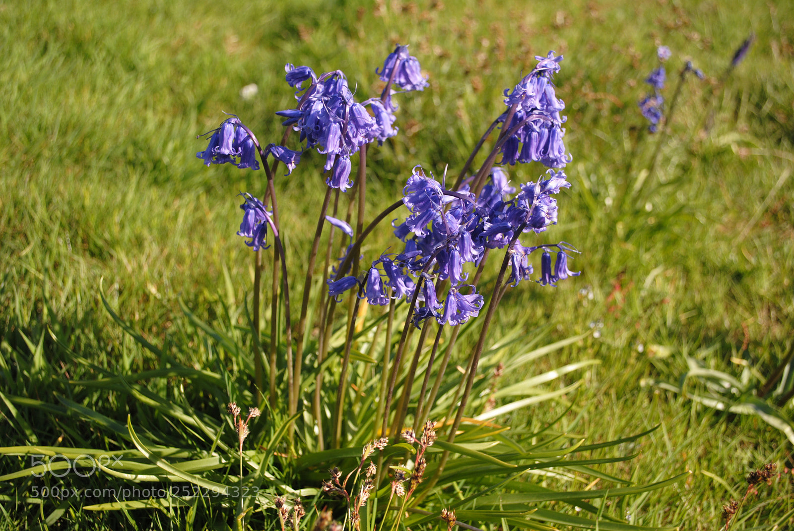 Nikon D3000 sample photo. Bluebells in sussex photography