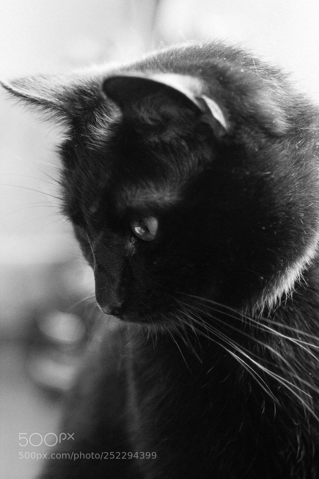 Canon EOS 600D (Rebel EOS T3i / EOS Kiss X5) sample photo. Black cat photography