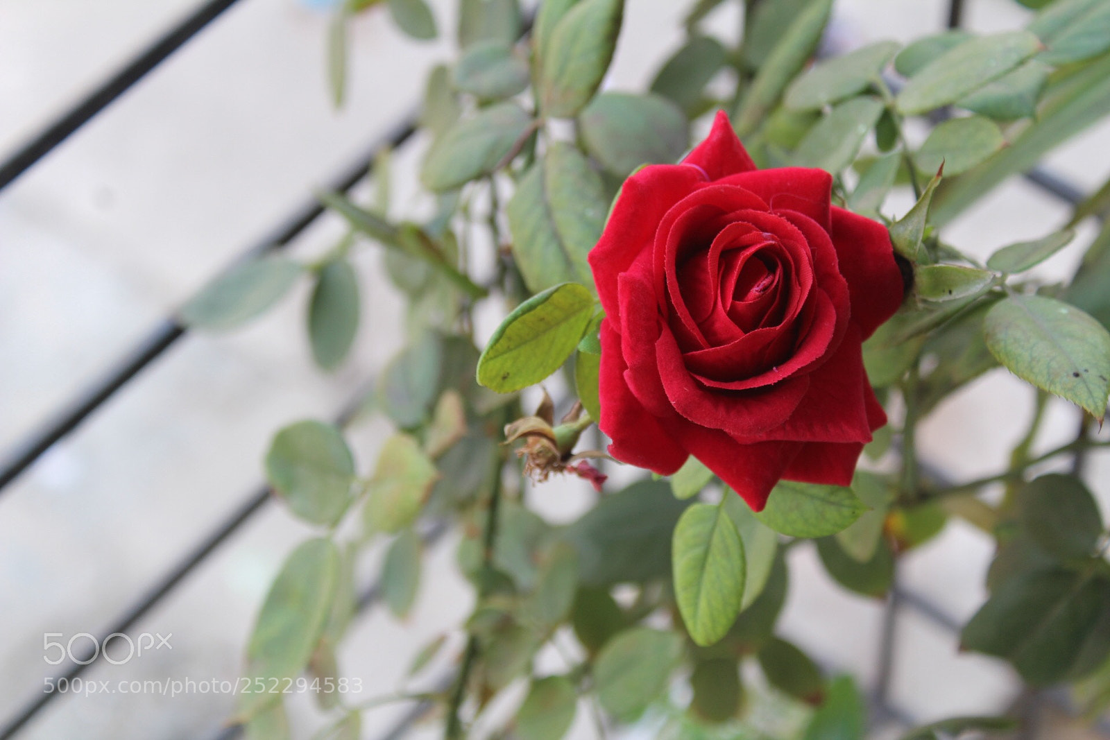 Canon EOS 1300D (EOS Rebel T6 / EOS Kiss X80) sample photo. Red rose photography