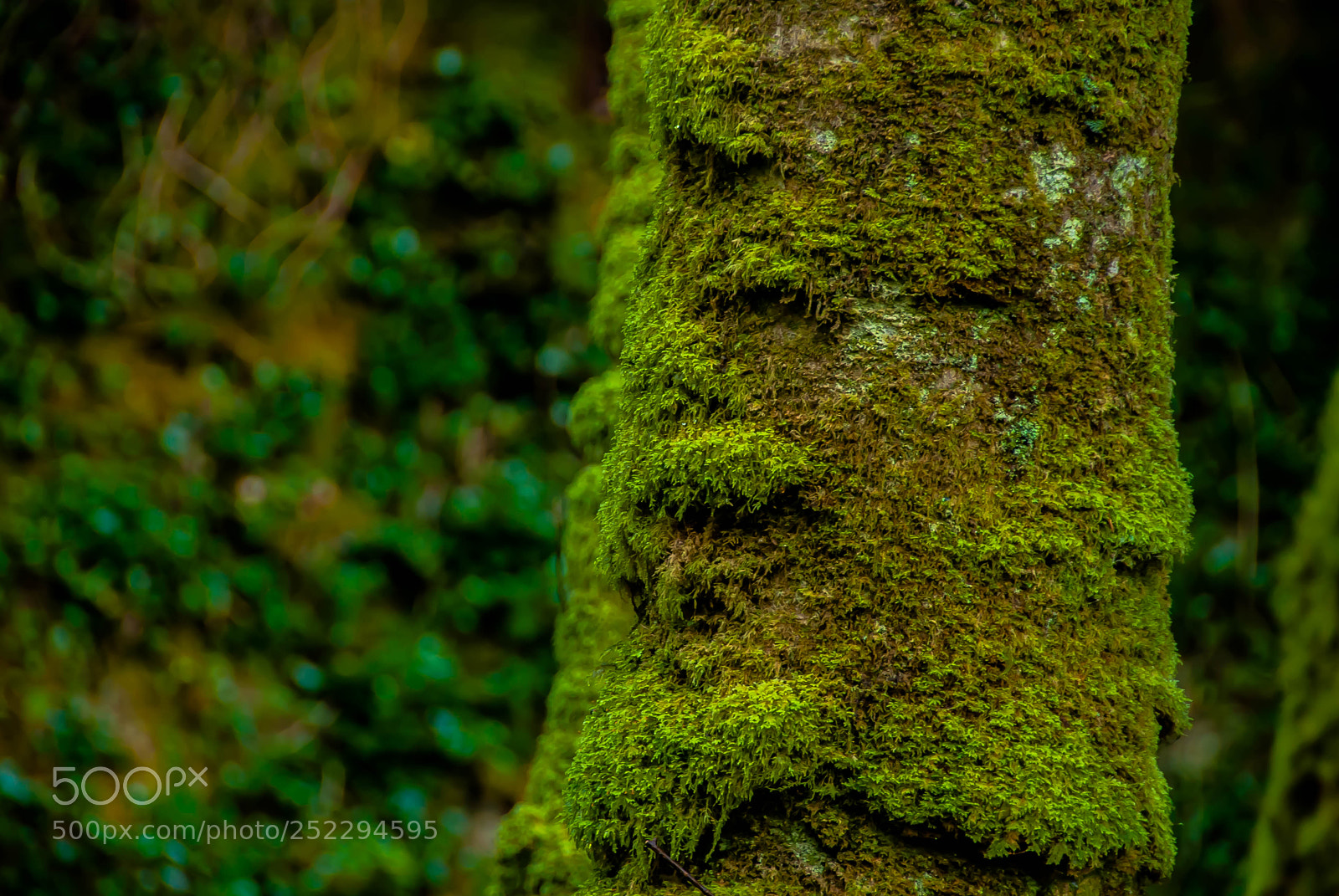 Nikon D60 sample photo. Mossy tree trunk on photography
