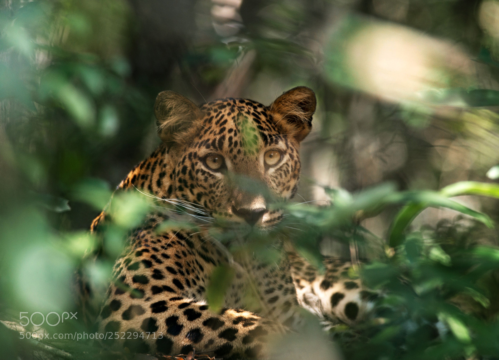 Nikon D800 sample photo. The eyes of the photography