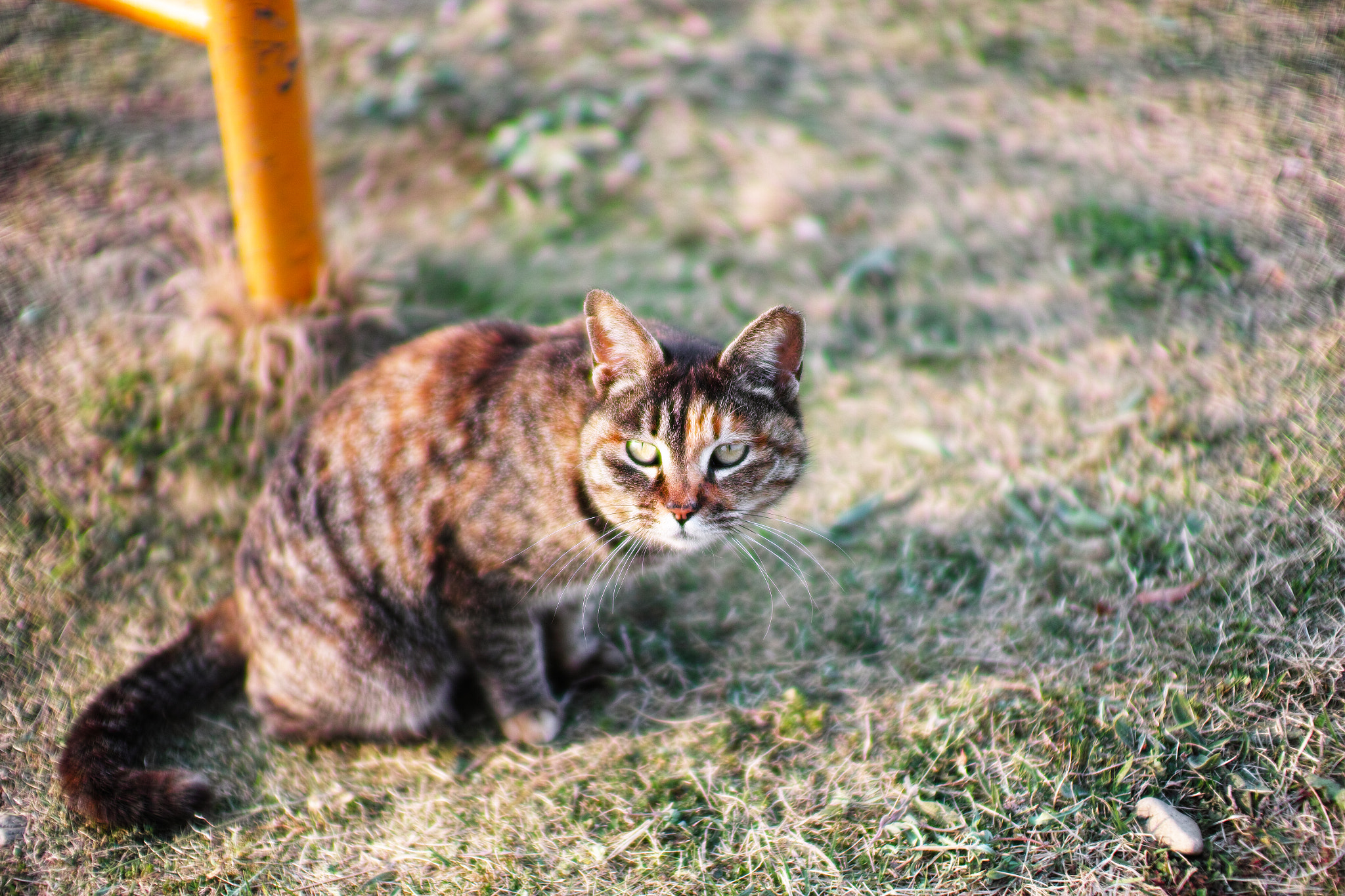 Sigma 30mm F1.4 EX DC HSM sample photo. Cat every day photography