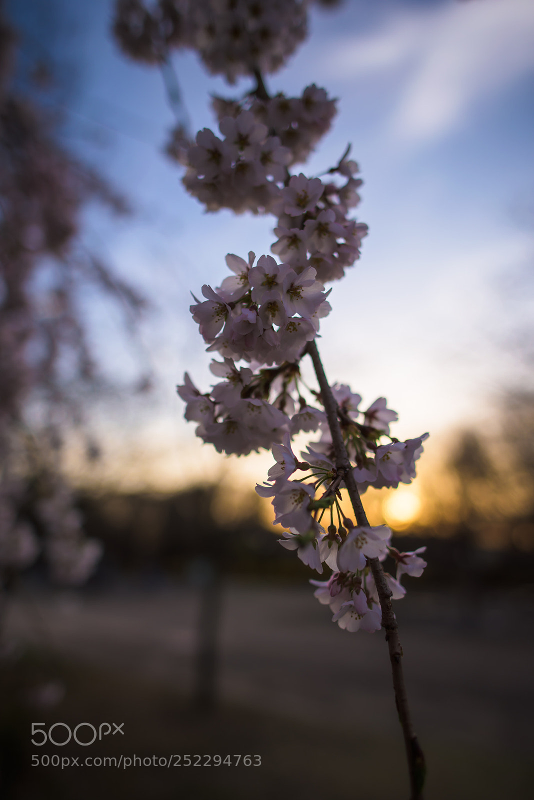 Nikon D810 sample photo. Cherry blossom photography
