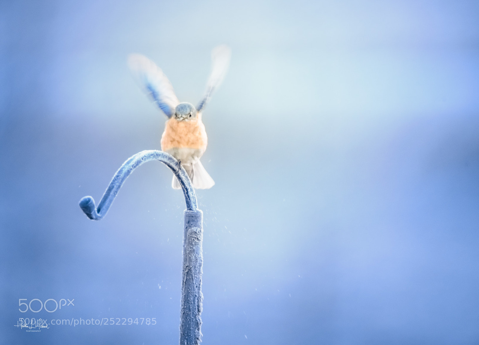 Nikon D810 sample photo. Blue frost photography