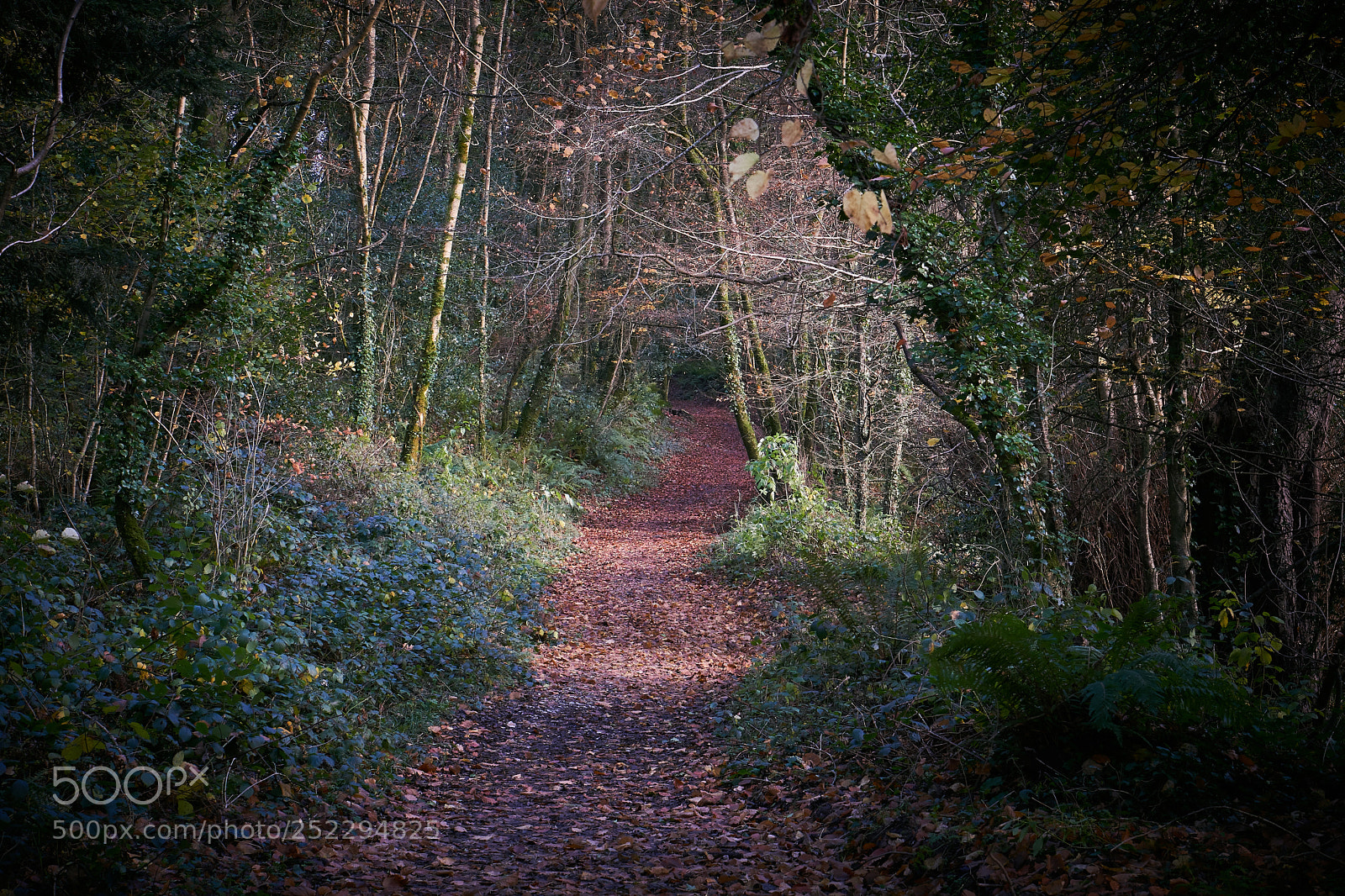 Sony a6000 sample photo. Ireland pathway photography