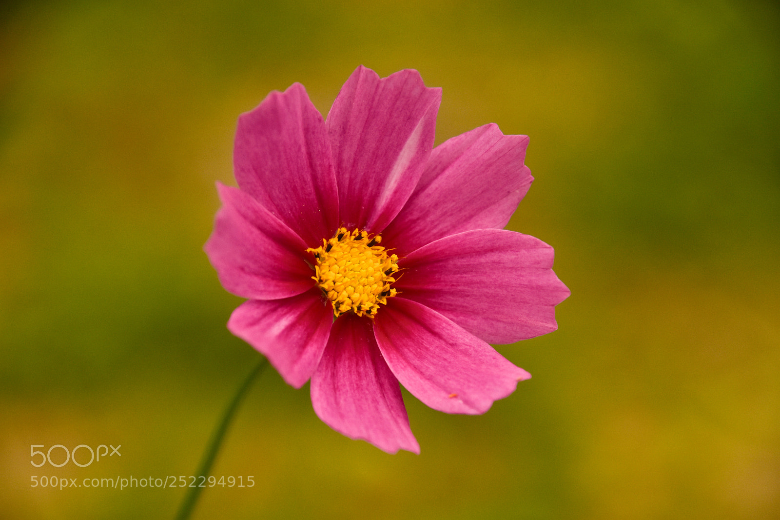 Nikon D7200 sample photo. Flower photography