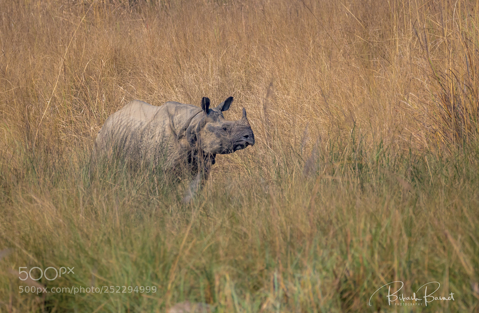 Canon EOS 7D Mark II sample photo. One-horned rhiniceros photography