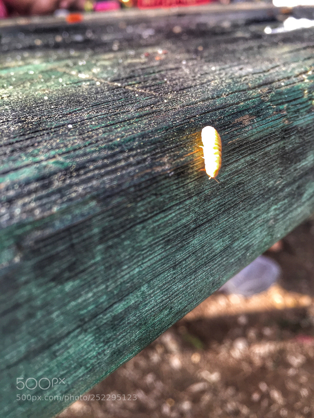 Apple iPhone 6 sample photo. Mikro photography