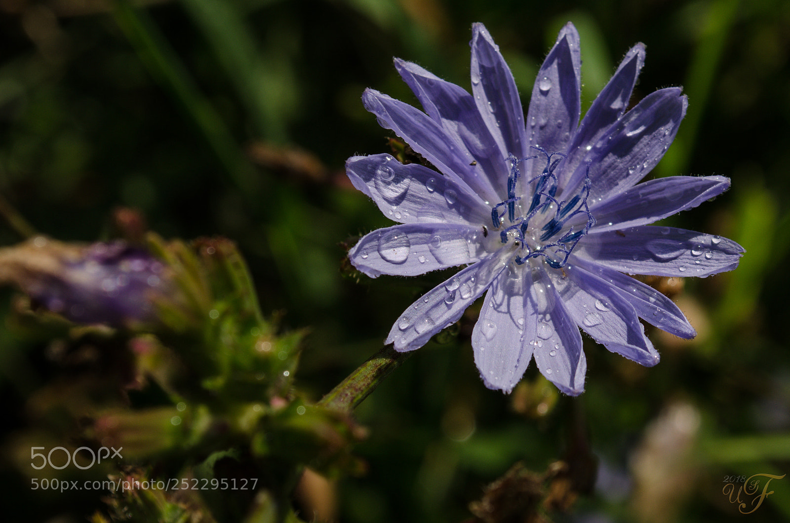 Nikon D5100 sample photo. Nach dem regen photography