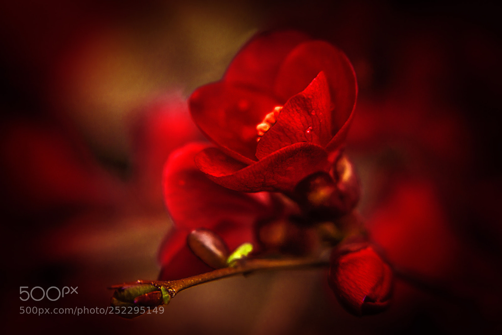 Canon EOS 7D sample photo. Soft red photography
