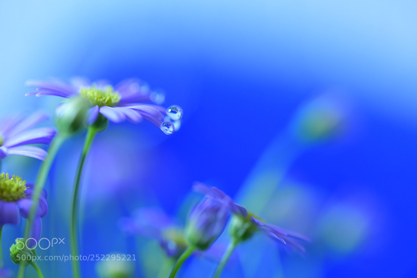 Nikon D850 sample photo. Dewdrops photography