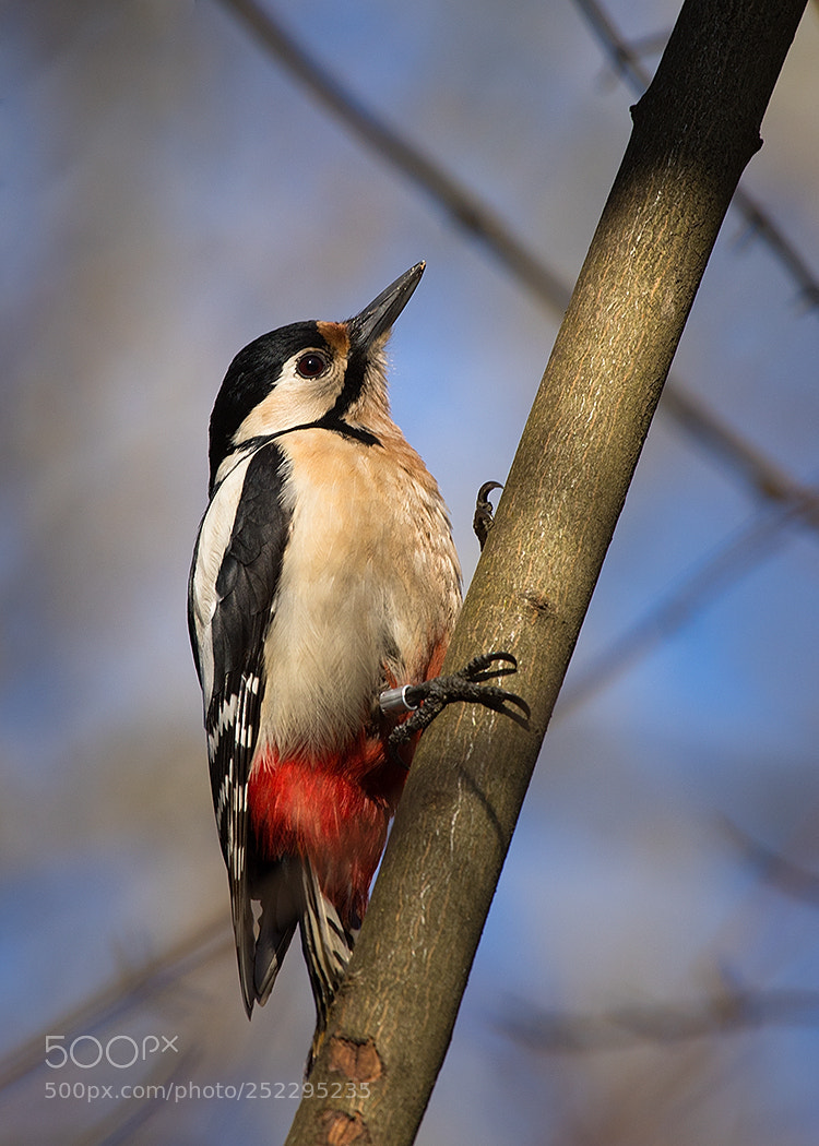 Canon EOS 7D Mark II sample photo. Woodpecker photography