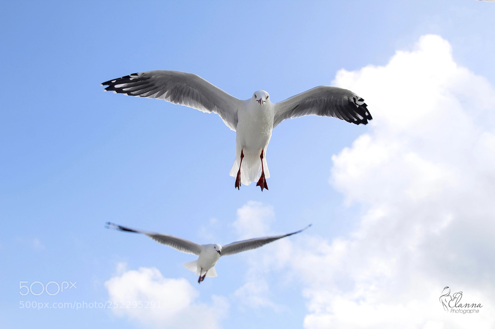 Canon EOS 1300D (EOS Rebel T6 / EOS Kiss X80) sample photo. Seabird photography