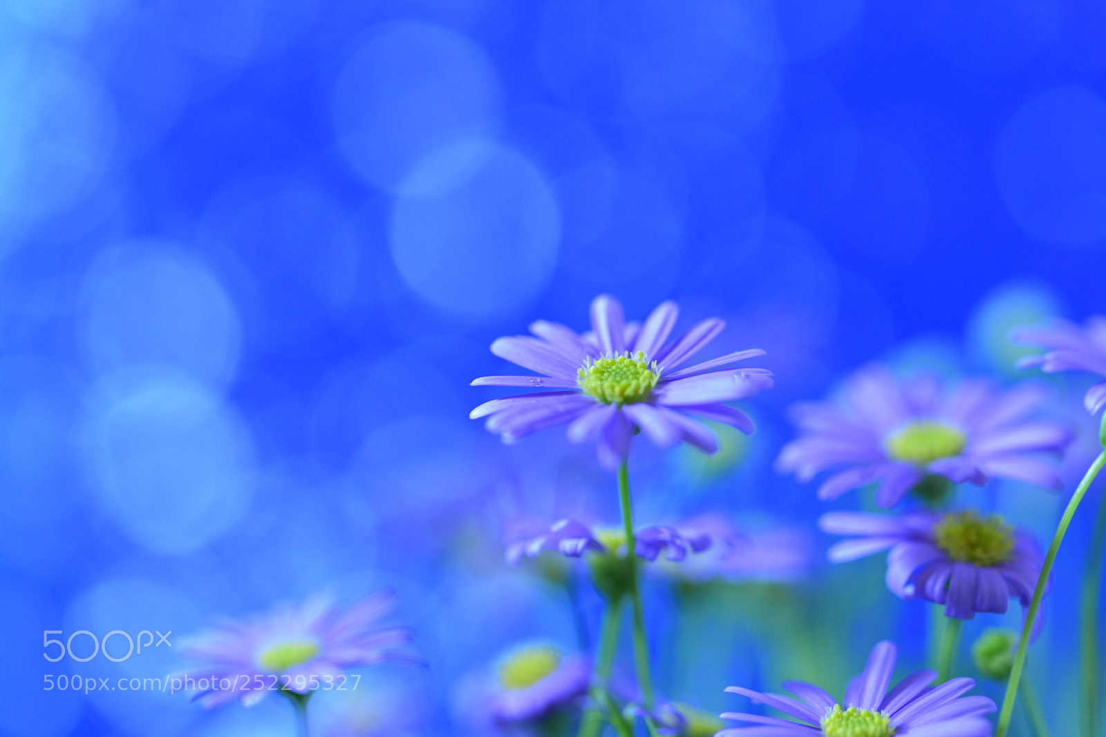 Nikon D850 sample photo. ブラキカム photography