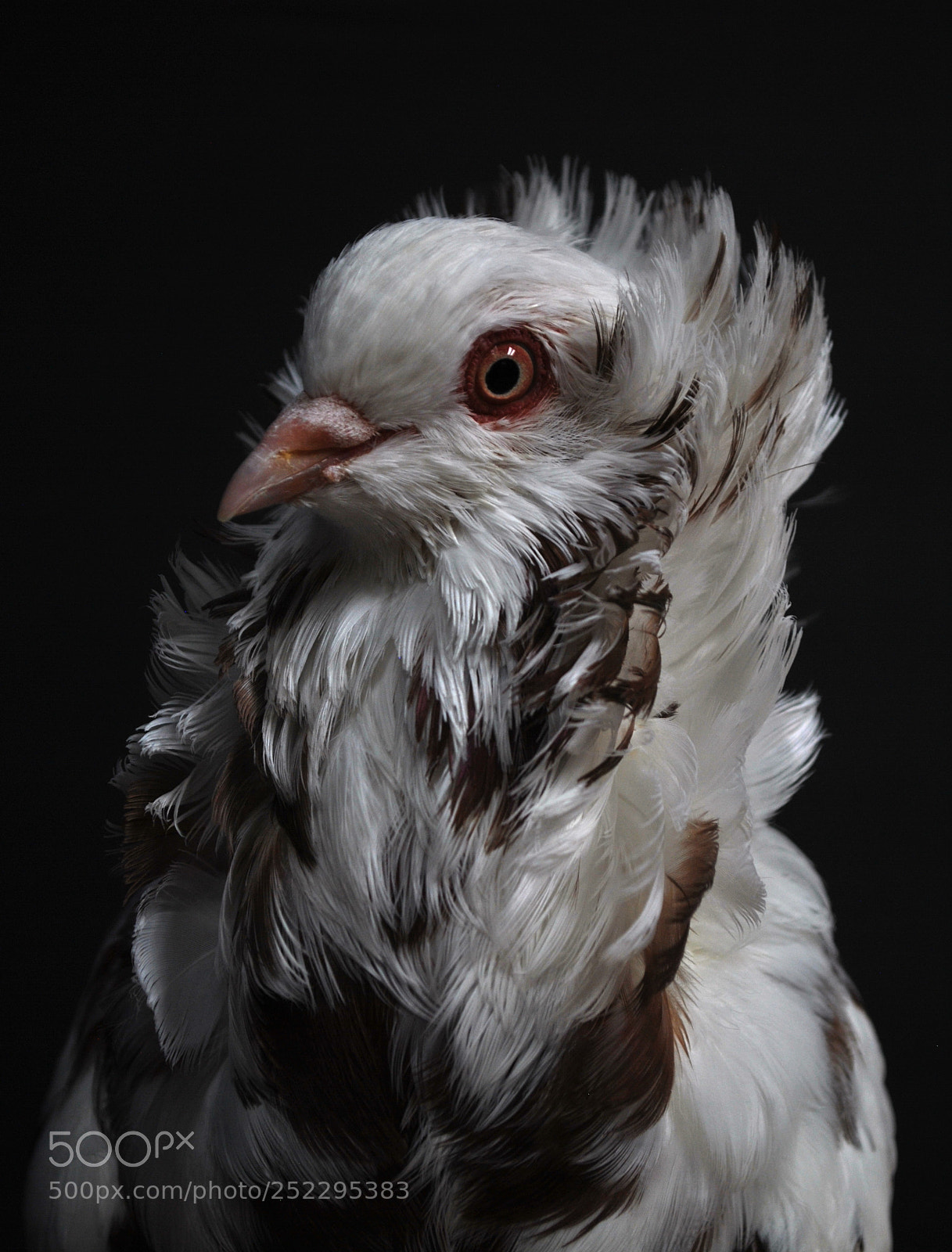 Nikon D3000 sample photo. Capuchin pigeon photography