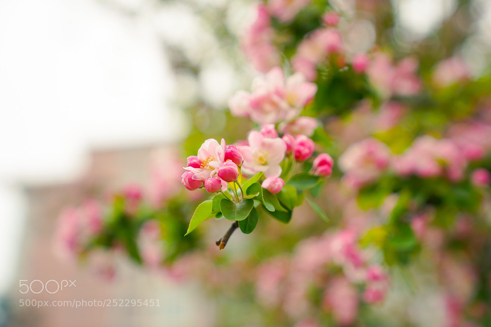 Sony a7R II sample photo. Peach blossom photography