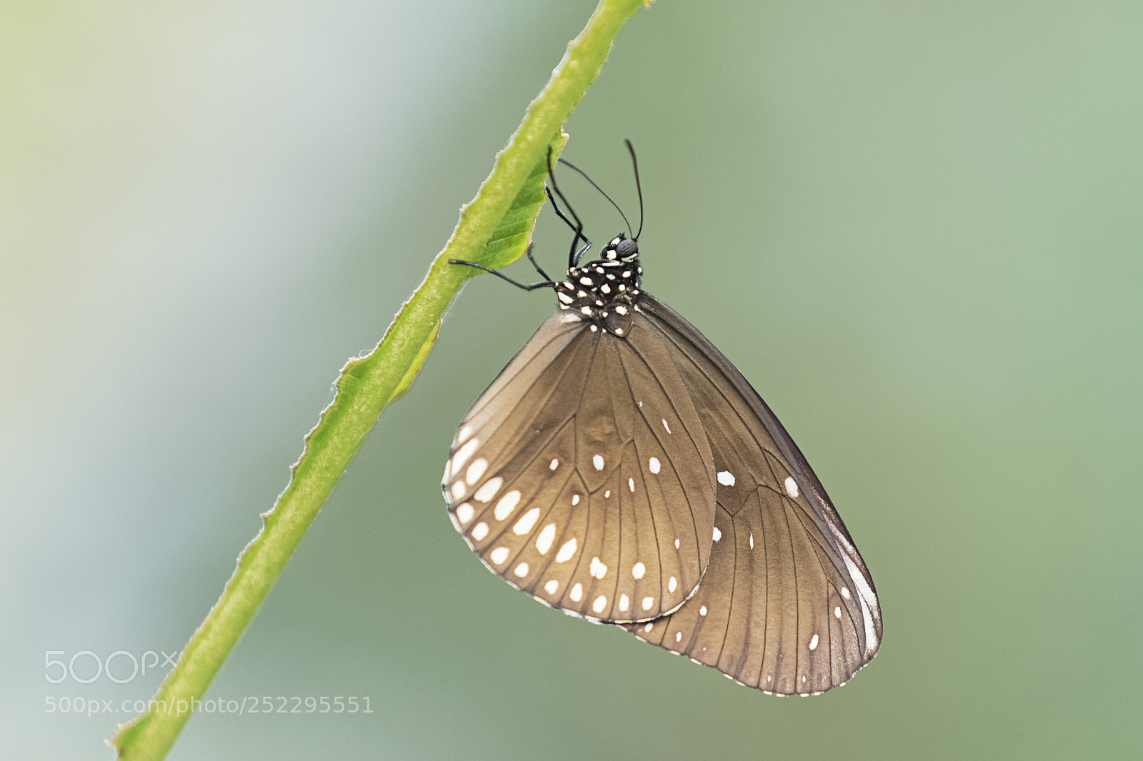 Canon EOS 7D Mark II sample photo. Common crow butterfly photography