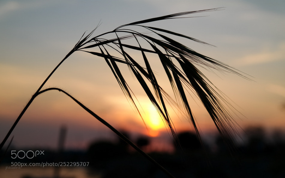 Samsung NX30 sample photo. ... photography